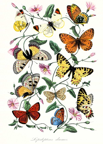Butterfly and moth