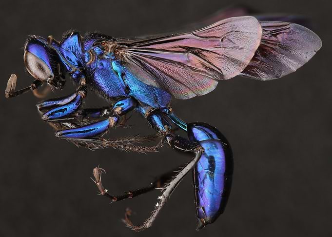Steelblue Cricket Hunter