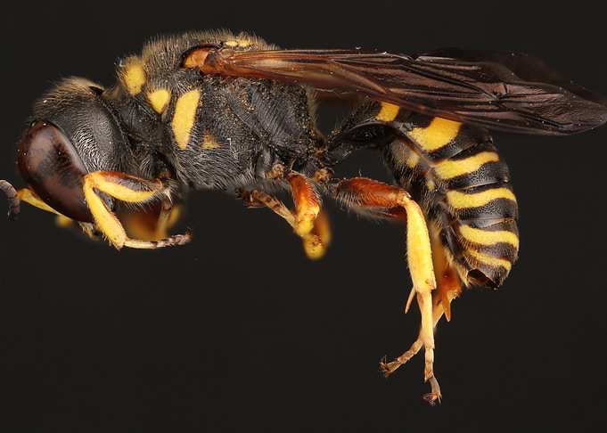 Square Headed Wasp