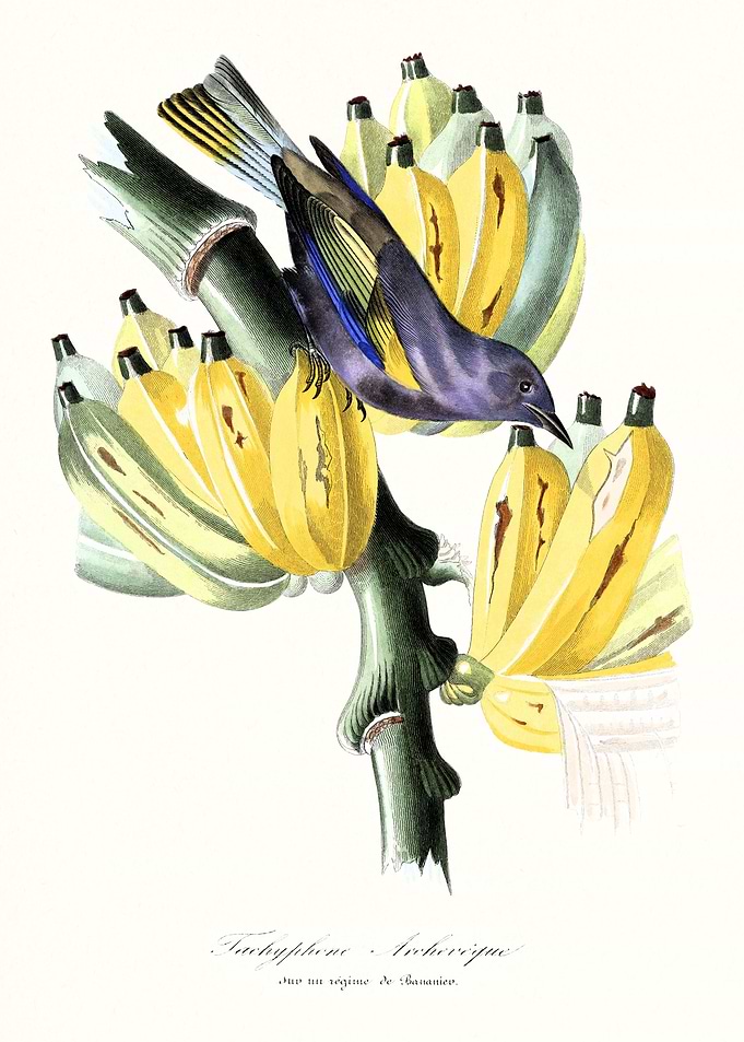 Bird And Banana Vintage
