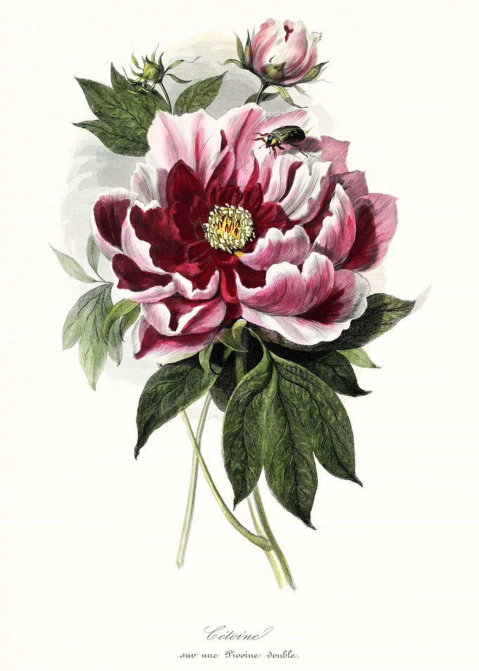 Peony flower art
