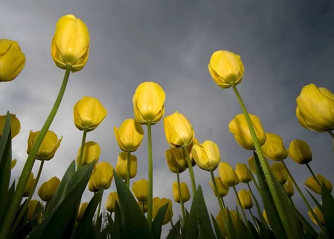 Tulip Flower