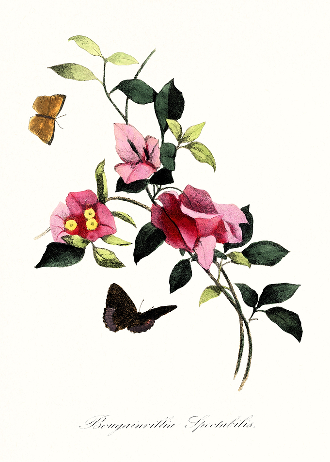 Bougainvillea flowers
