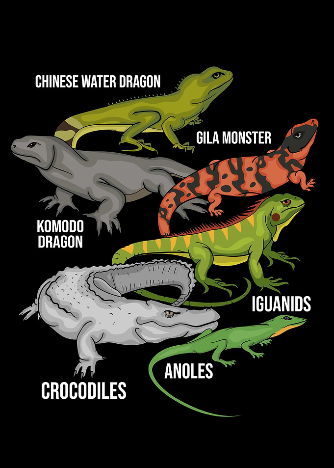 Lizzard Reptile Species