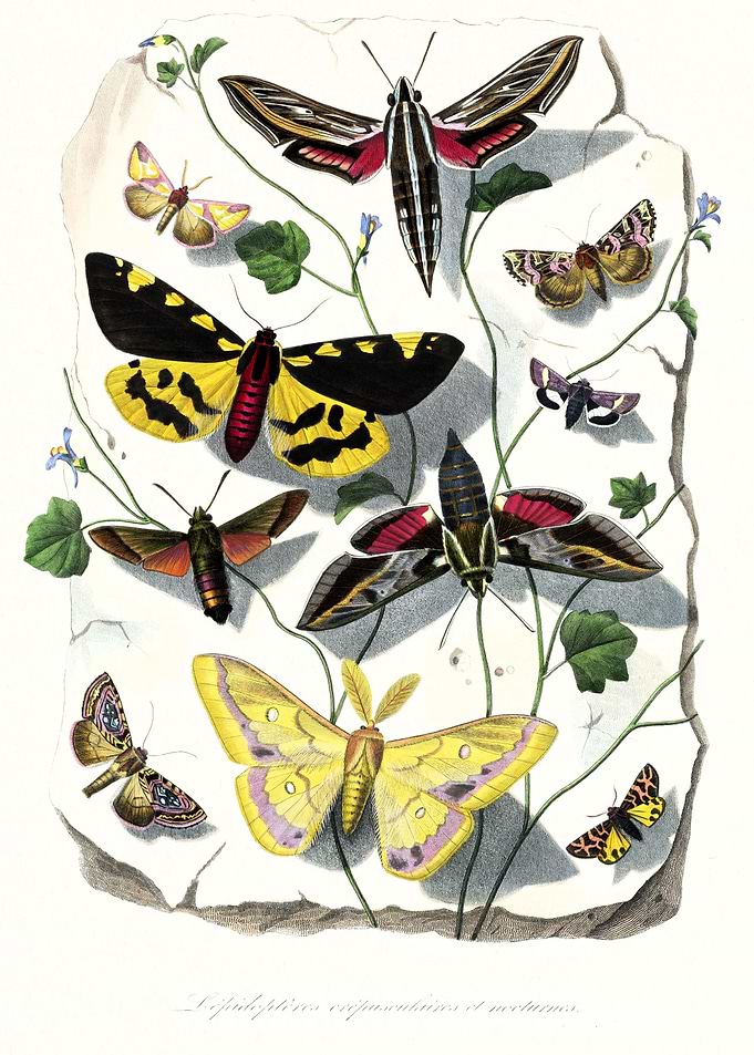 Butterfly and moth art