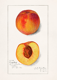 Peaches