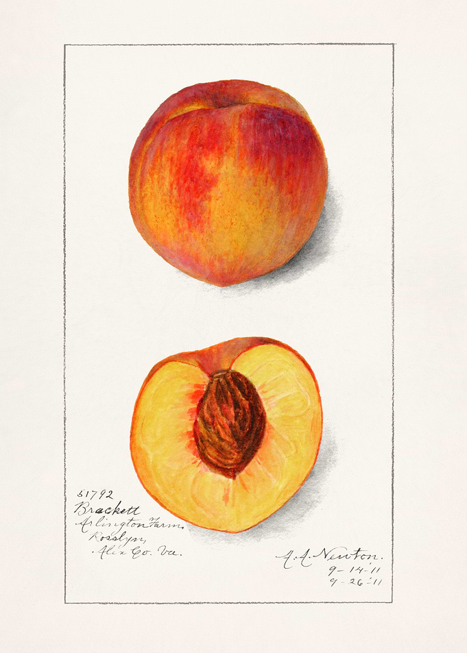 Peaches