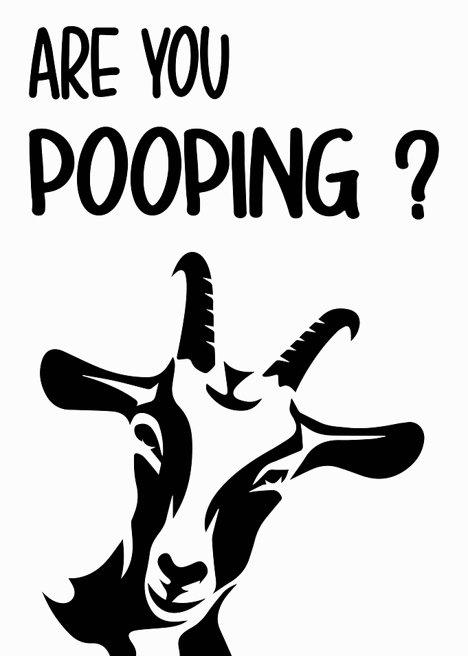 goat funny pooping