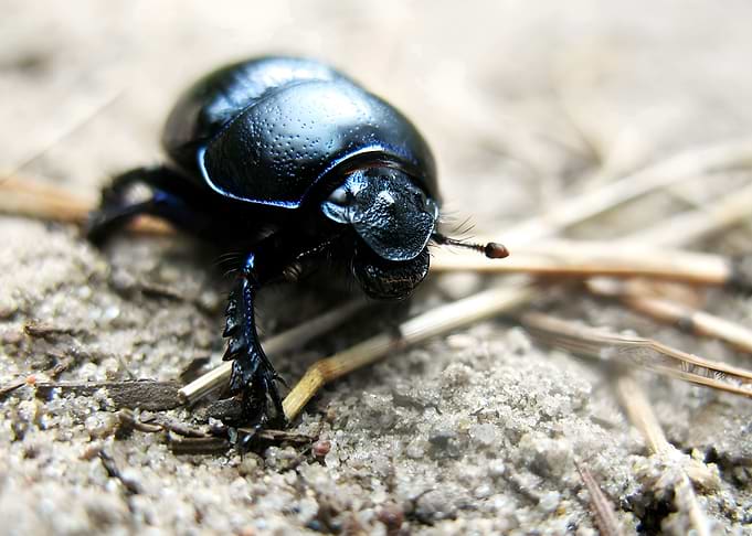 Anoplotrupes Stercorosus