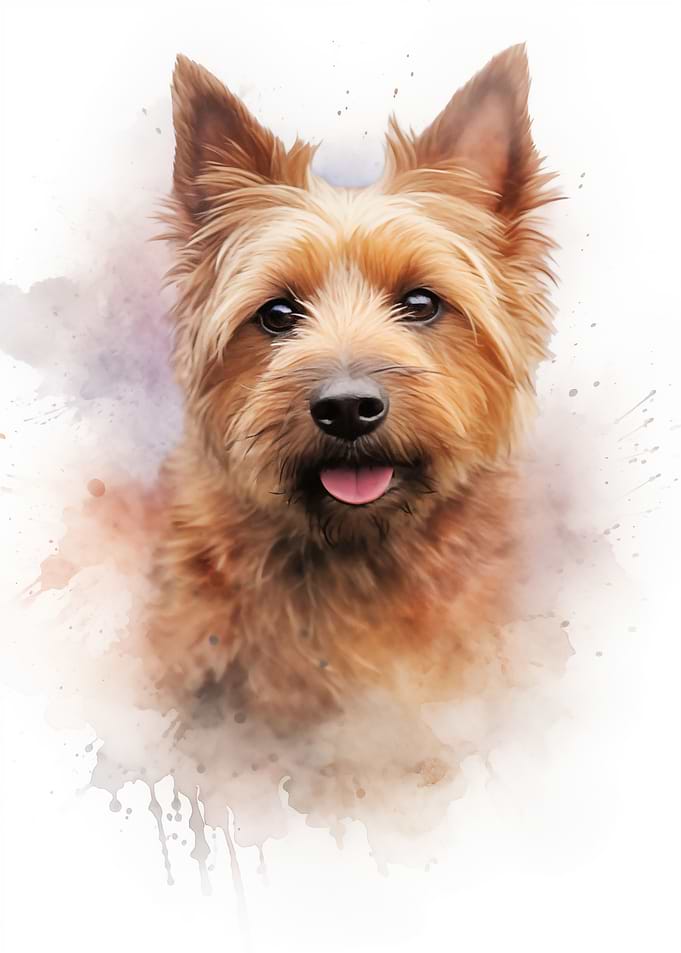 Australian terrier