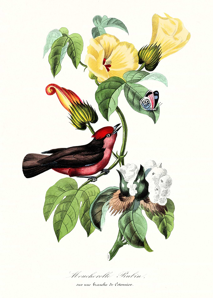 Bird and Floral Vintage