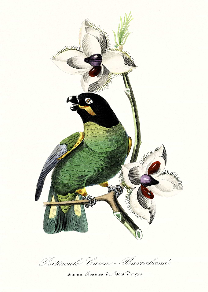 Vintage parakeet bird art