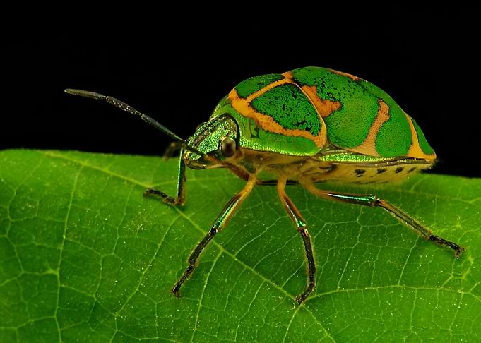 Jewel Bugs