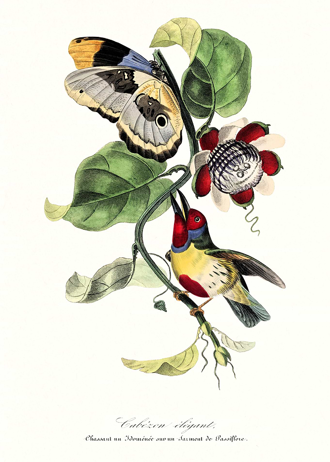 Colorful Bird and Flower