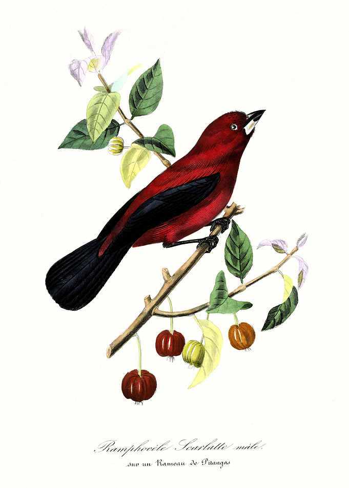 Red and black bird art