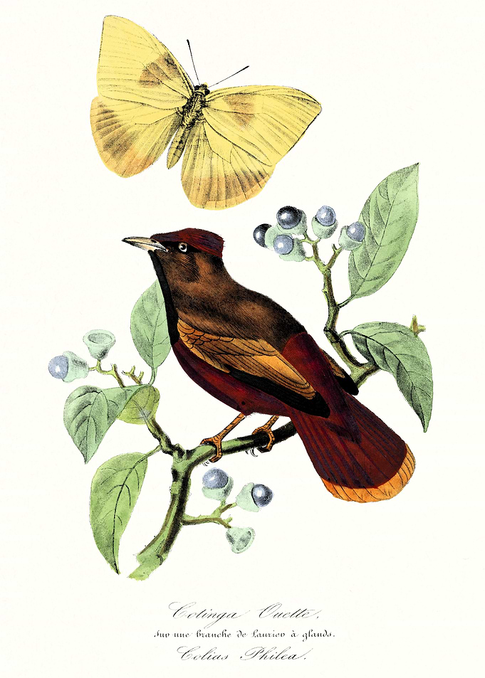 Bird Animal And Butterfly