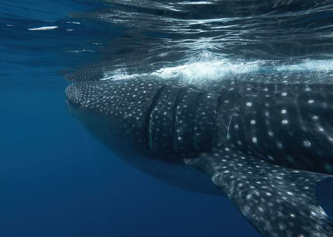 Elegance Of A Whale Shark