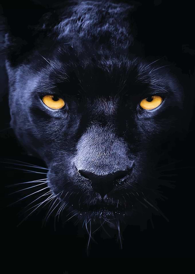 puma animals