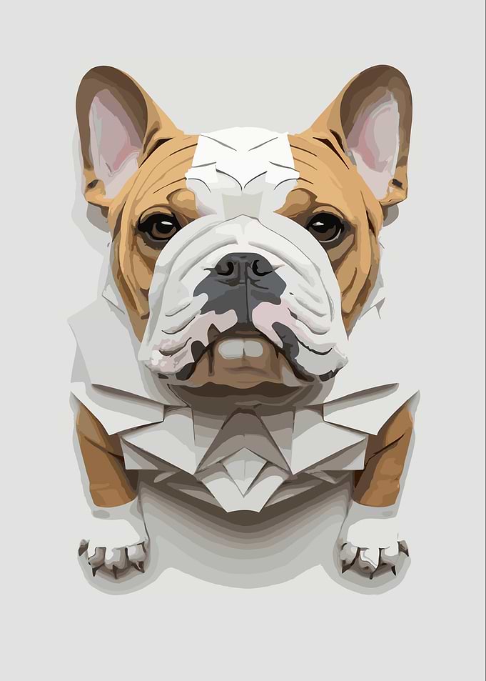 American English Bulldog