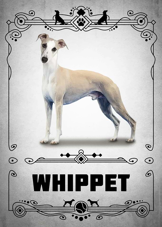 Whippet