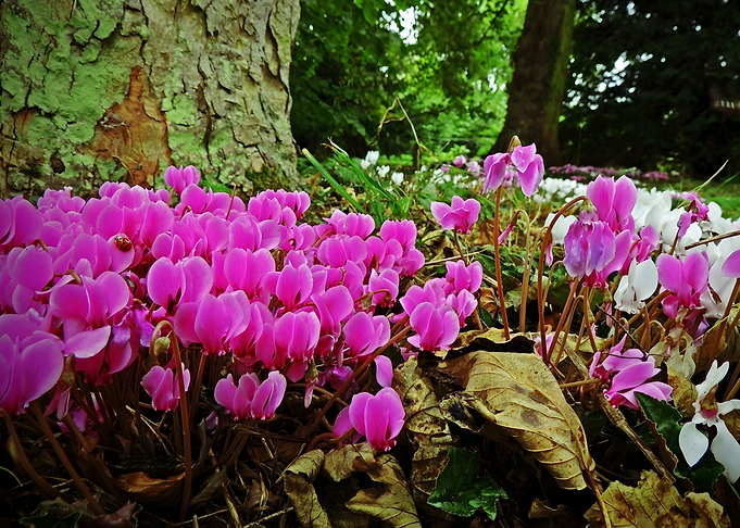 Crocus Flower