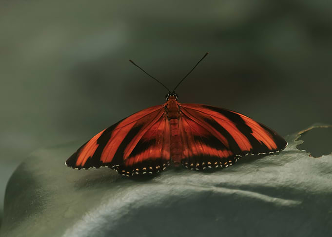 Banded Orange Heliconian