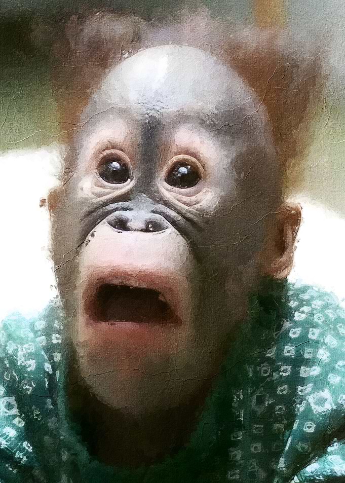 Monkey Meme