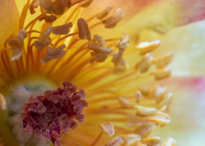 Rose pollens and petals