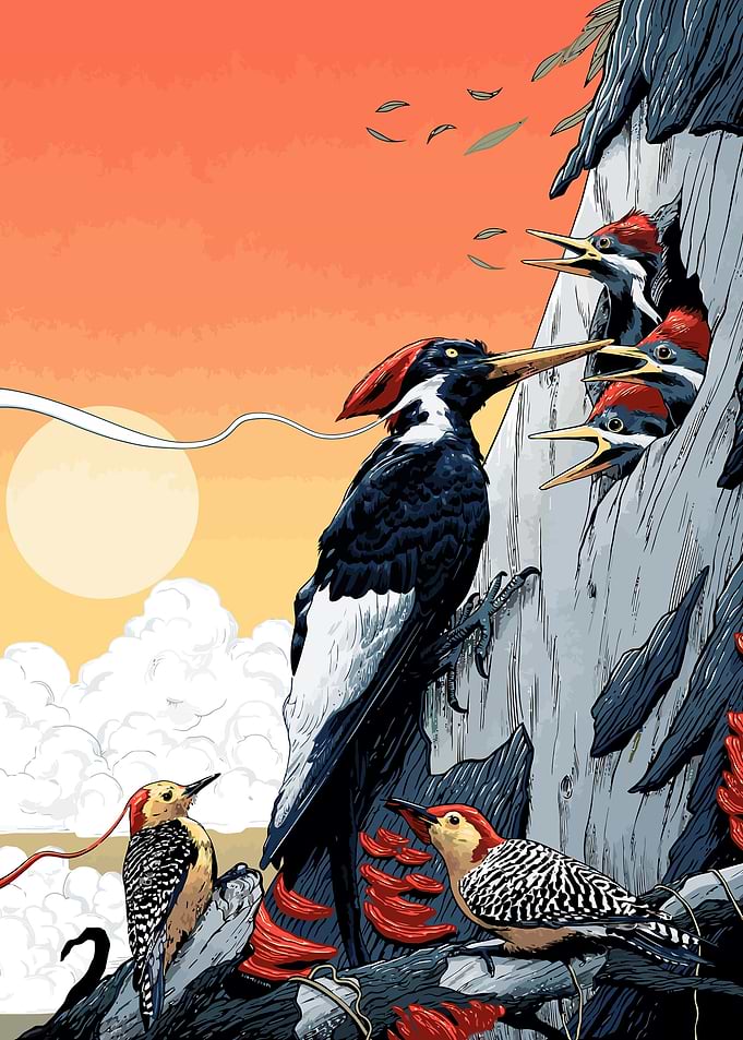 The Birds Paradise