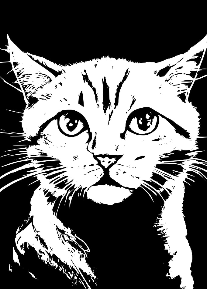 Kitty Kitty