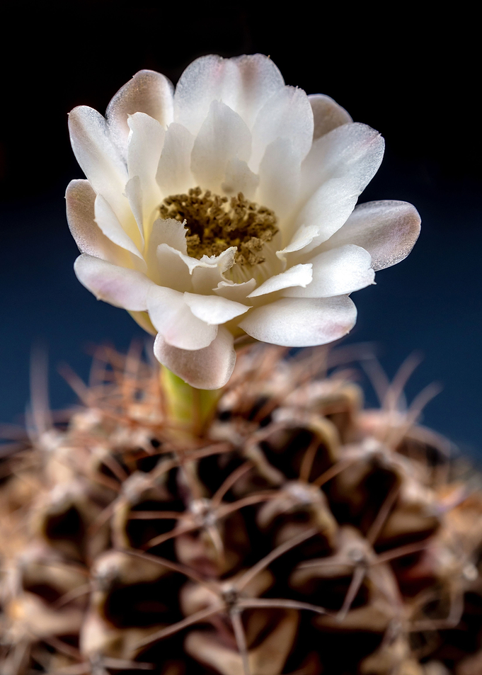 Gymnocalycium Cactus flowe