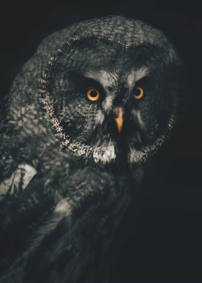 owl heart