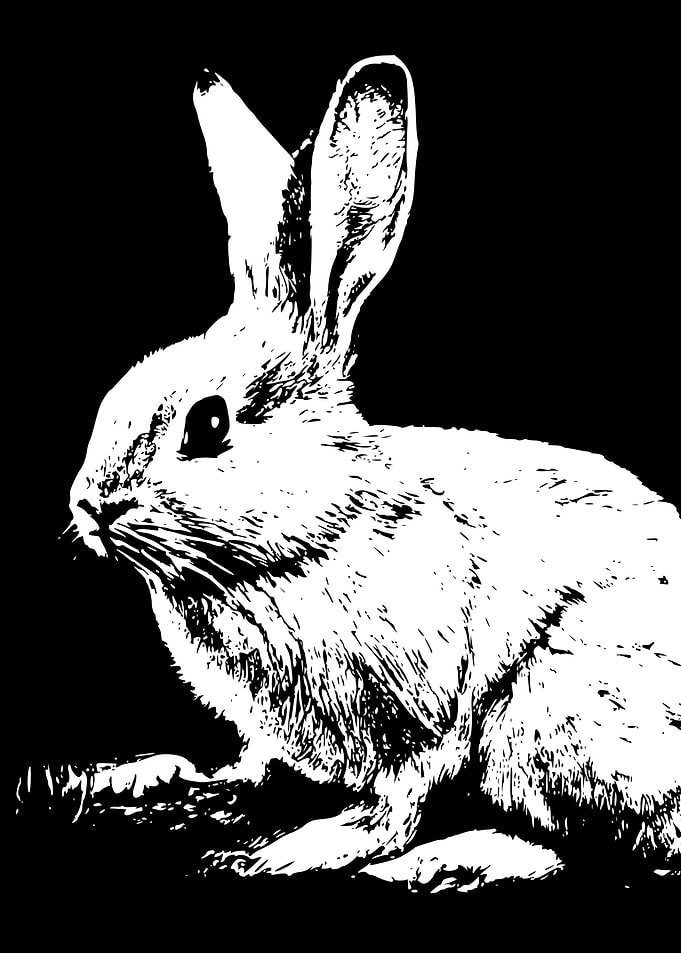 Hippity Hoppity