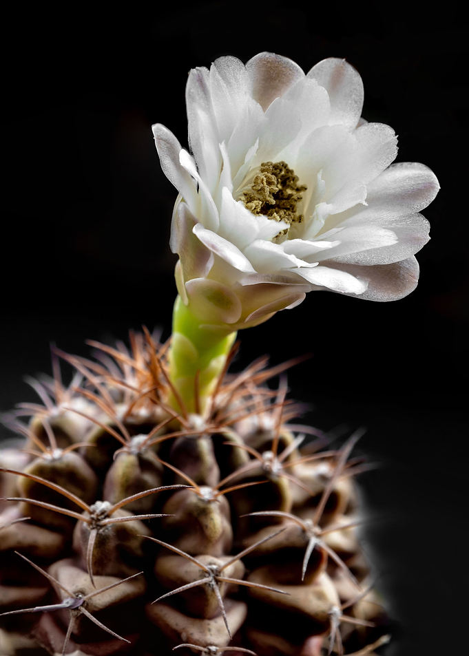 Gymnocalycium Cactus flowe