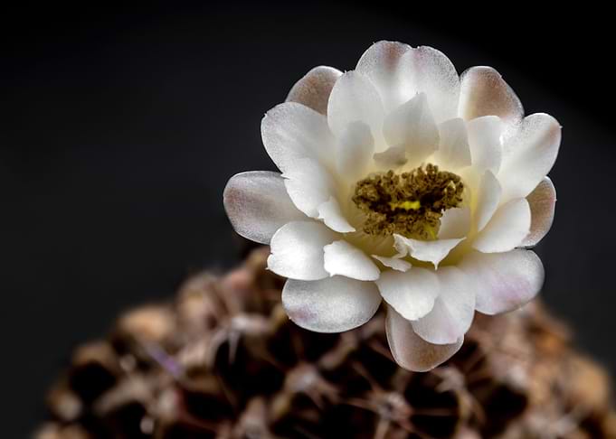 Light Brown cactus flower