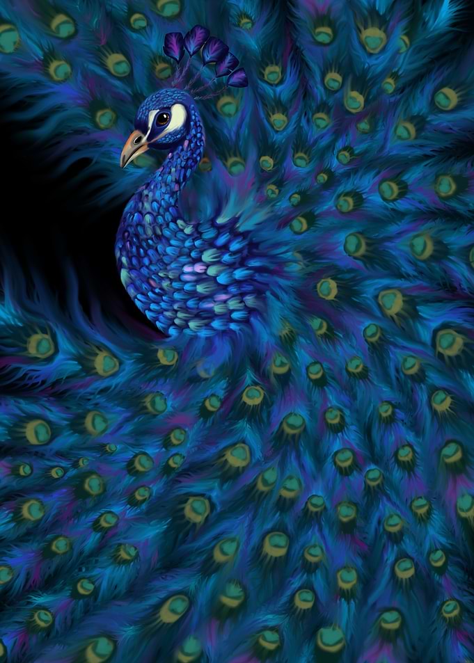 Peacock w great feathers