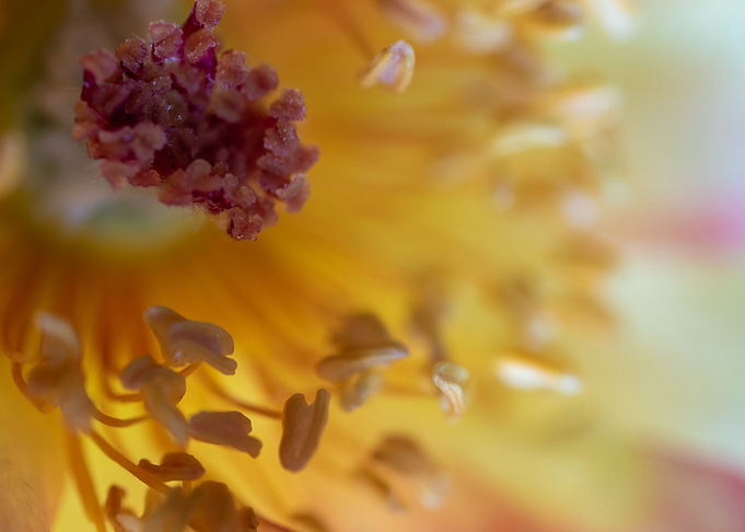 Rose pollens and petals
