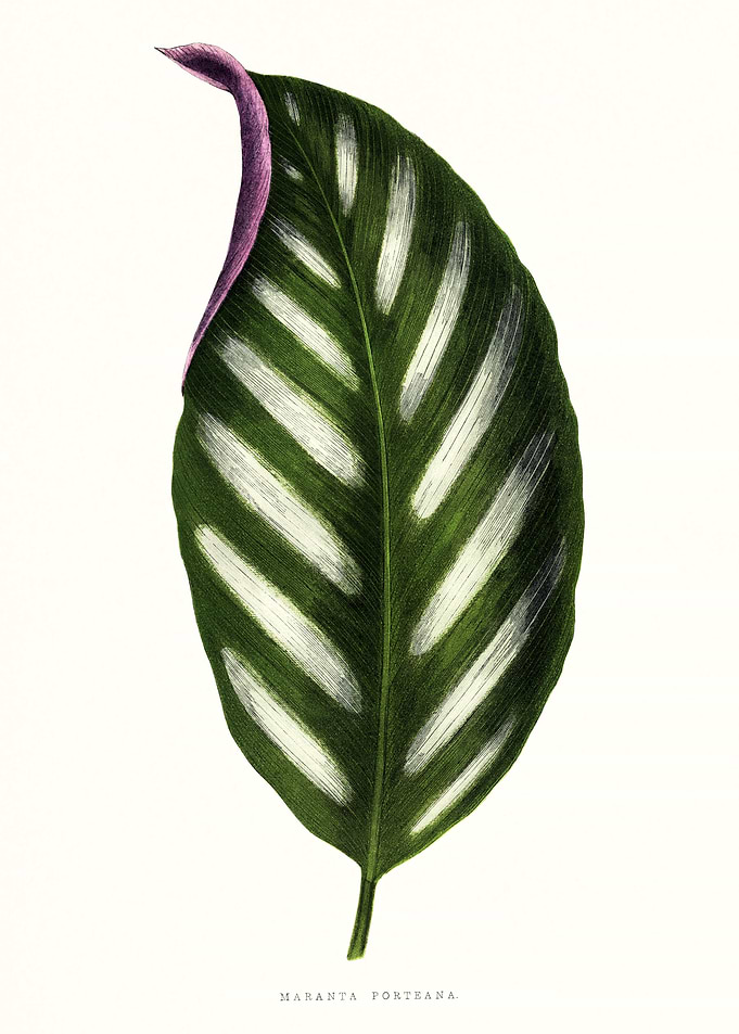 Minimalist Leaf Art
