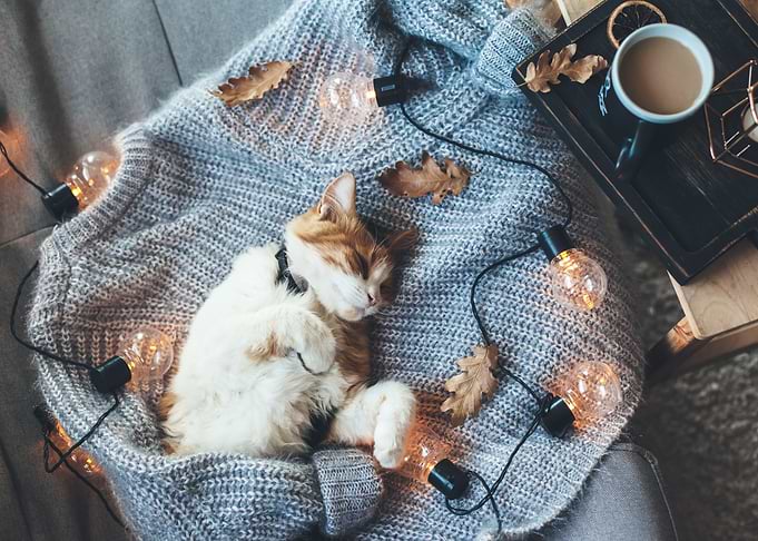 Sleeping cat 2