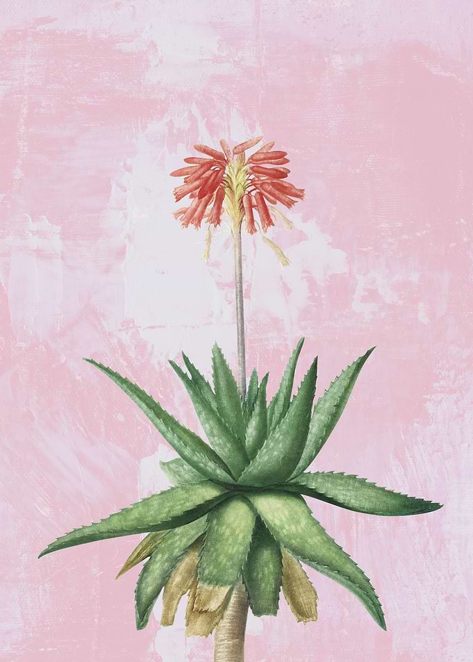 Aloe Umbellata Cactus