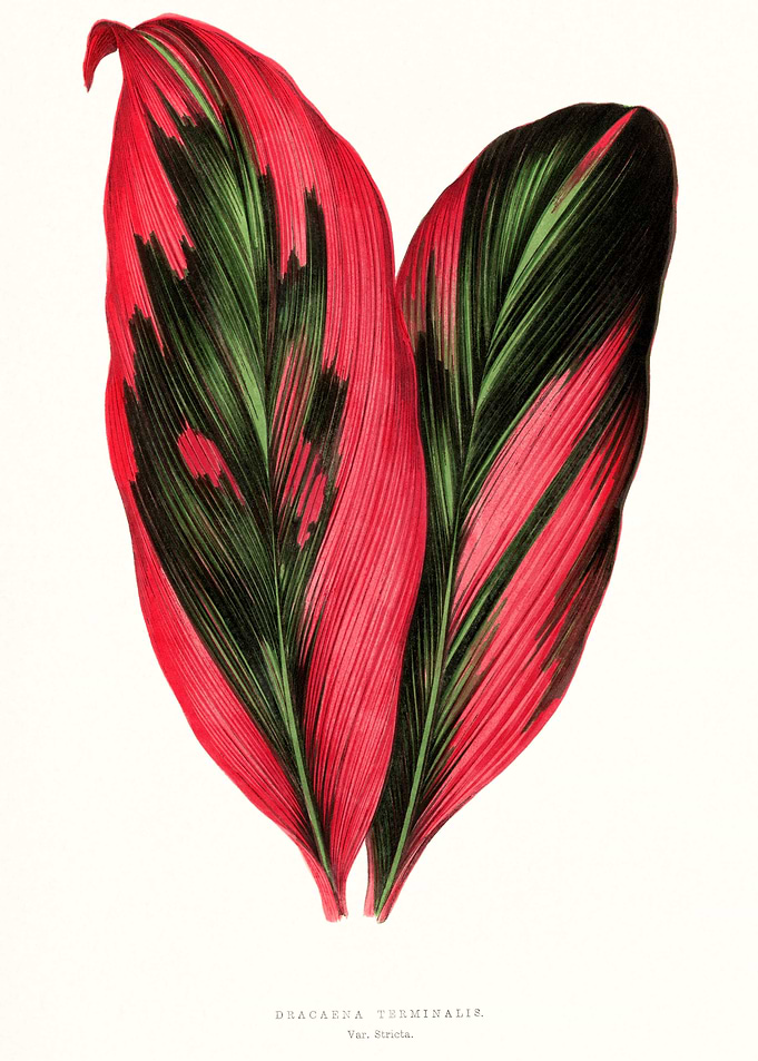 Red and Green Leaves