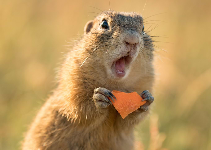 Hungry Squirrel