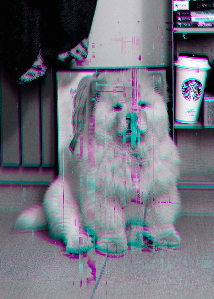 Chow Chow Dog