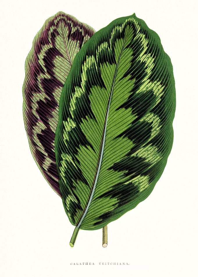 Antique Leaves Art