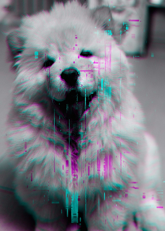 Chow Chow Glitch