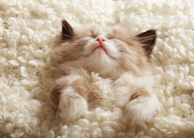 Sleeping cat