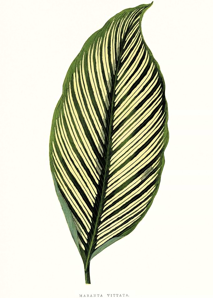 Vintage Botanical Art