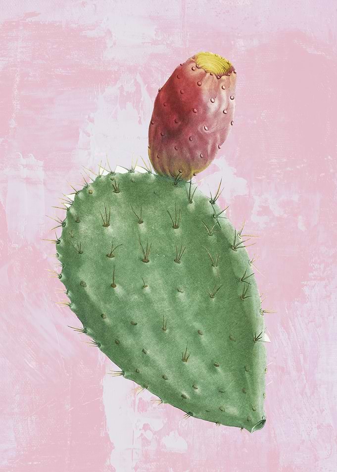 Opuntia Cochenillifera