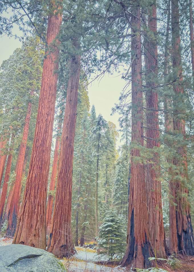 Sequoia Forest