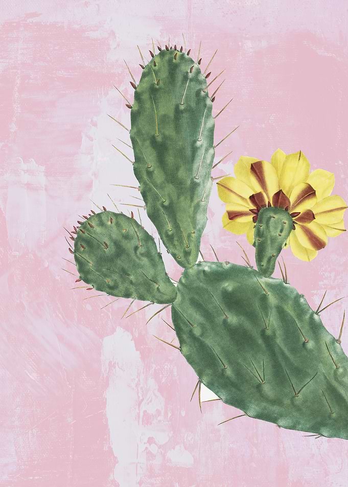 Prickly Pear Succulent